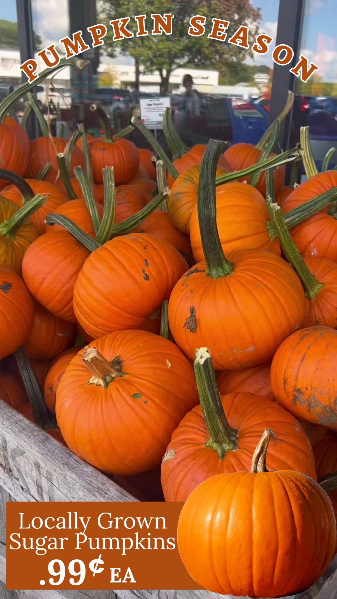 Pumpkins 